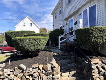 Pruning & Trimming